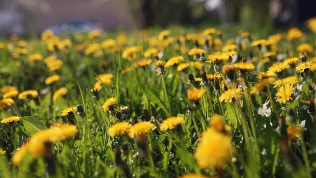 Camera moving forward through yellow dandelion flowers and fresh spring green grass on pretty meadow. Dandelion plant with medicinal effect. Summer concept. Low angle dolly steady shot.