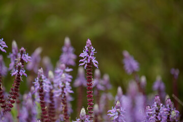Blue flowers of Coleus comosus, scaredy cat plant, natural macro floral background

