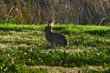 Cottontail Rabbit feeding on fresh Spring Grass, South East City Park, Canyon, Texas in the Panhandle near Amarillo, Spring of 2022.