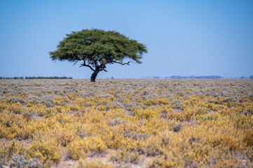 Large Acacia tree in the open savanna plains of Namibia