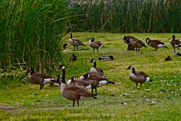 Canada geese with Downey Young Goslings at Such East City Park Public Fishing Lake, Canyon, Texas, Spring Breeding Season, 2022.