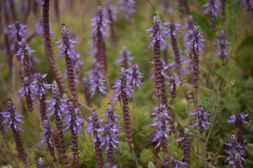 Fototapeta na wymiar Blue flowers of Coleus comosus, scaredy cat plant, natural macro floral background 