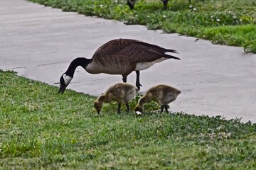 Canada geese with Downey Young Goslings at Such East City Park Public Fishing Lake, Canyon, Texas, Spring Breeding Season, 2022.