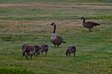 Canada geese with Downey Young Goslings at Such East City Park Public Fishing Lake, Canyon, Texas, Spring Breeding Season, 2022.