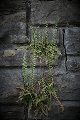 Flowers, trees, and shrubs of the US