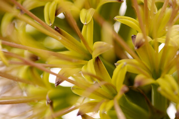 Closeup of green flowers of Agave attenuata, Foxtail agave, natural macro floral background
