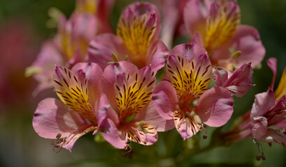 Flowers of Alstroemeria, Peruvian lily, natural macro floral background
