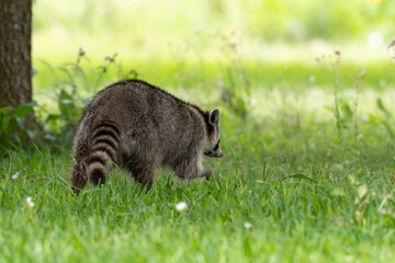 A raccoon foraging for food in green grass. © MariannePfeil