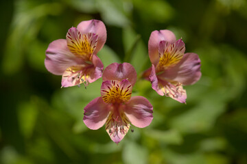 Flowers of Alstroemeria, Peruvian lily, natural macro floral background