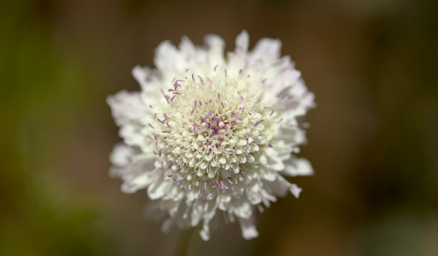 Pale lilac garden scabious, pincushion flower, natural macro floral background