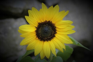 Flowers, trees and shrubs of the US