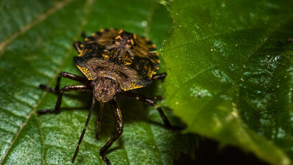rhaphigaster nebulosa, shieldbug