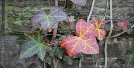 Flowers, trees and shrubs of the US