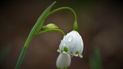 Flowers, trees and shrubs of the US