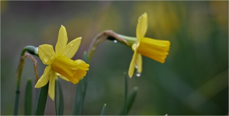 Flowers, trees and shrubs of the US