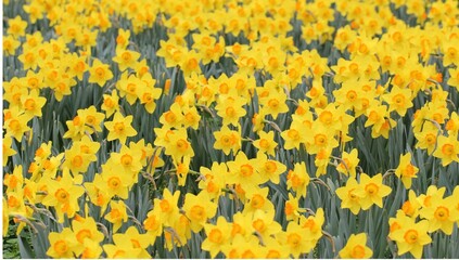 Flowers, trees and shrubs of the US