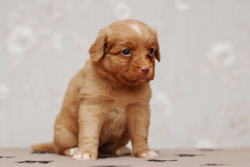 Cute small duck tolling retriever roller dog puppies