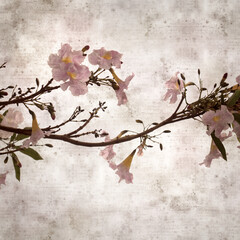 square stylish old textured paper background with Tabebuia heterophylla, pink trumpet tree, flowering branches
