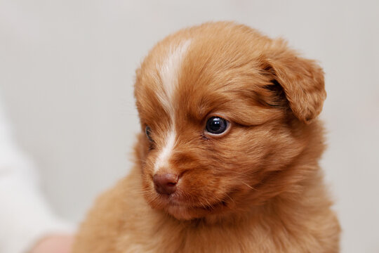 Cute small duck tolling retriever roller dog puppies