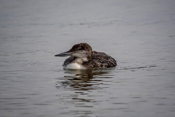 Common Loon