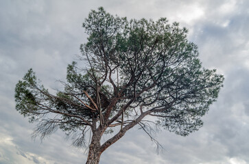 Mediterranean pine tree