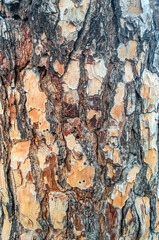 Tree bark texture