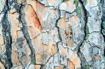 Tree bark texture