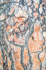 Tree bark texture