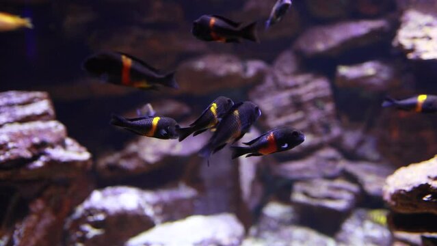 Underwater colourful fishes tropheus Bemba Tropical Fish and Coral Garden in the blue sea. Tropical colourful seascape. Underwater reef. Reef coral scene. High quality Full HD footage.
