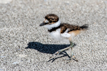 killdeer chick 3