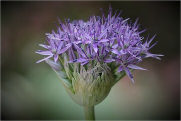 Flowers, trees and shrubs of the eastern US