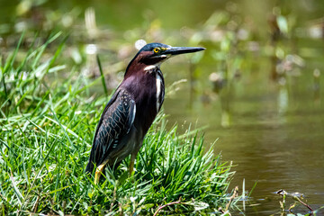 green heron