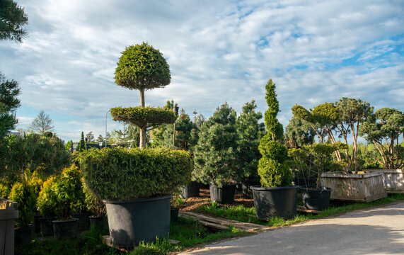 amazing topiary trees (Niwaki style) in plant  nursery in northern europe state