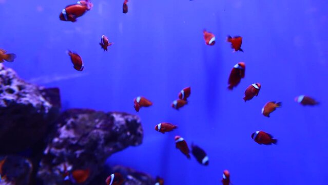 Clown Fish Anemones. Underwater clownfish, Amphiprion bicinctus, and sea anemones. Red sea anemones. Tropical colourful underwater clown fish. Coral garden seascape. High quality FullHD footage.