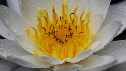 Flowers, trees and shrubs of the eastern US