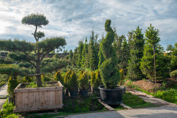 potted   plants  -  topiary plants- for  sale:  Pine , spruce  and thuja  in plant    nursery