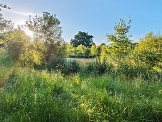 landscape with a pond
