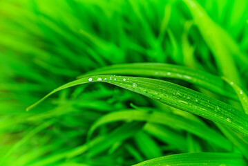 Green grass background or texture. Lawn with fresh grass. Green grass with dew drops.
