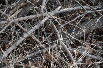 Dry wooden sticks, branches and trunks of an old tree without leaves. High quality photo