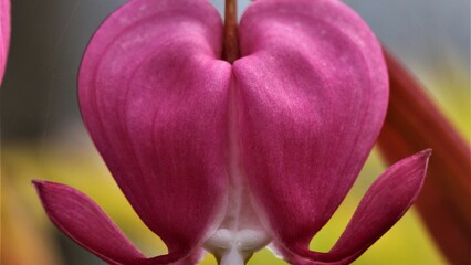 Flowers, trees, and shrubs of the Eastern US