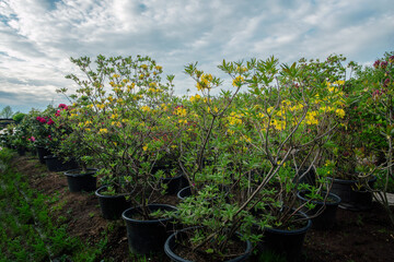Fototapeta na wymiar Amazing yellow Rhododendron (azalea) bushes - potted plants in large pots for sale