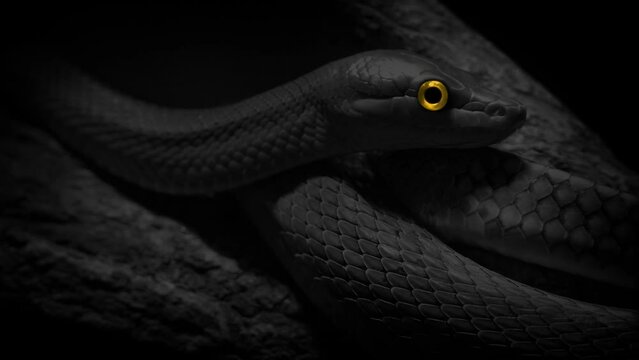 Snake On Tree Monochrome With Glowing Eye