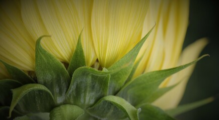 Flowers, trees, and shrubs of the Eastern US
