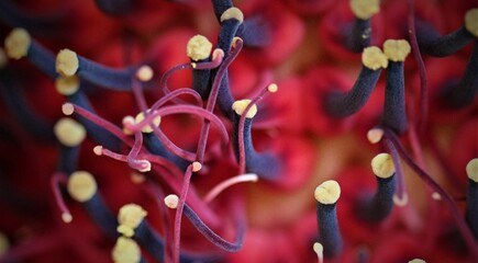 Flowers, trees and shrubs of  the eastern US