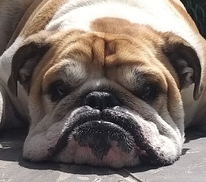 kimba