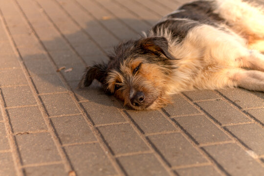 An old homeless mutt lies and basks in sun with his eyes closed. On background of sidewalk. Topic: stray dogs, charity and shelter for homeless animals. Every pet needs home, pet owner and care