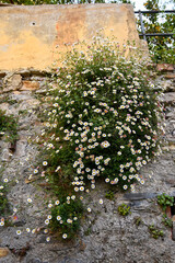 Close-up of an old stone wall on which grew a plant of Erigeron karvinskianus, the Mexican fleabane, a species of daisy-like flowering plant	