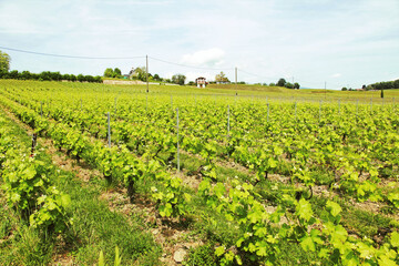 Fototapeta na wymiar Landscape with vineyard in the vicinity of Geneva.
