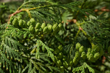 Thuja. Young shoots. Thuja (lat. Thuja) is a genius of gymnosperms coniferous plants of the Cypress family (Cupressaceae).
