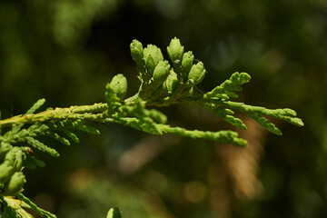 Thuja. Young shoots. Thuja (lat. Thuja) is a genius of gymnosperms coniferous plants of the Cypress family (Cupressaceae).